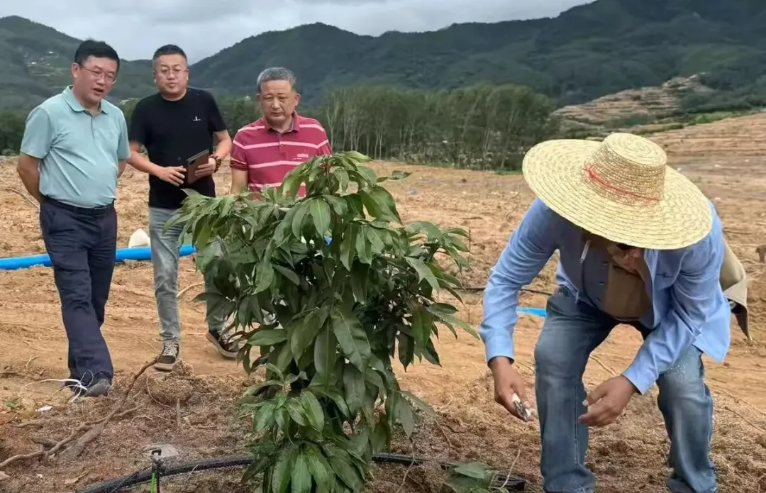 王宏向赴樂(lè)東縣調(diào)研荔枝合作項(xiàng)目